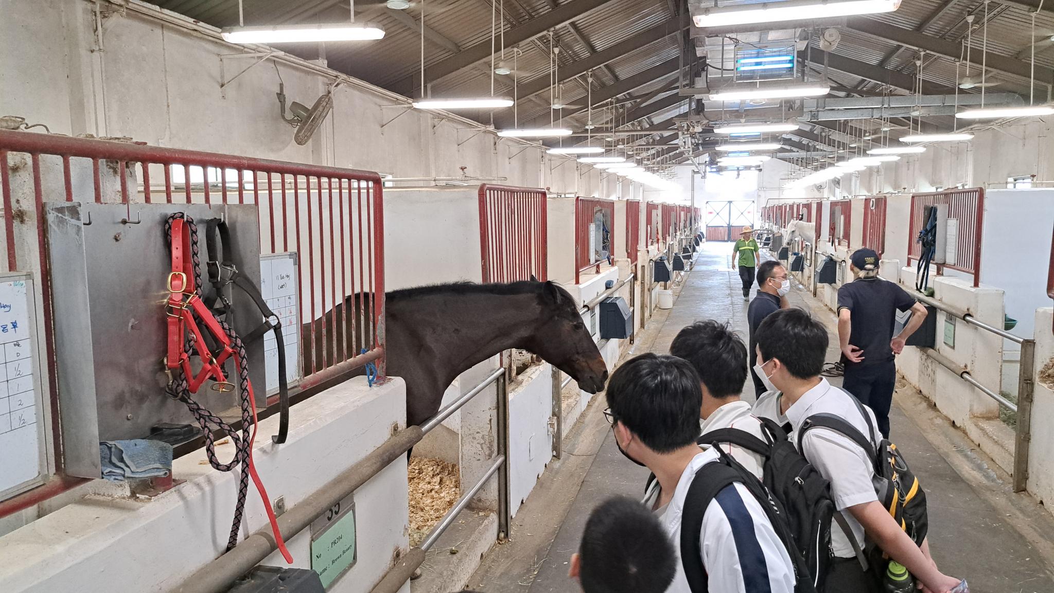Students introduced how horses are fed in a horse riding stable.