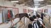 Students are introduced how horses are fed in a horse riding stable.