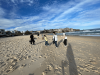 Beach conservation work in Sydney's suburbs